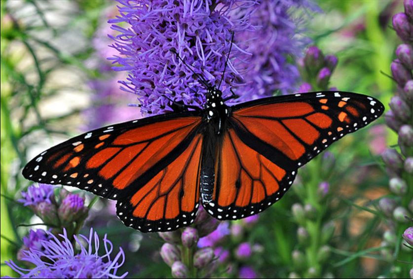 Monarch butterfly; Photo by Gene Wilburn, Retrieved from:https://www.flickr.com/photos/cdnphoto/2719062367/in/photolist-9Cg31X-sFffD-nbu8k1-9bzRYA-8sg6dA-sFffA-8xC2Hv-91TqB8-4ME2K-54Amu-6jhTJt-6UadkY-wedZn-59gUvD-6U6gPp-9Nre5n-5bjn9C-Ctbeq-mDzUBZ-mEngfT-96cmYZ-5sqmLJ-n1m3CF-7fFYd4-5jLGYC-75NZwT-4UQ2Pc-5r5qff-8kbsNK-eZKrNK-6oaKUX-346LAW-839FFx-5EehmZ-54zPj-7rhCC5-6U6dcF-58VAvM-8BpkkV-sTMw-5denmA-fnmMDC-5sQHVT-9Jw2qm-6yFa3e-8uCSSh-38H79b-8XQs68-fFGWW2-8Fj7Bu 