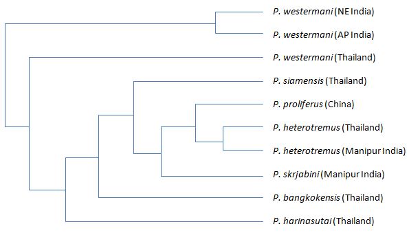 Phylogenetic tree including species within the Paragonimus genus; Credited to: http://www.biomedcentral.com/1471-2164/10/S3/S25