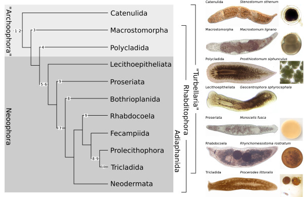 Phylum platyhelminthes taxonómia - Állattan | Digitális Tankönyvtár