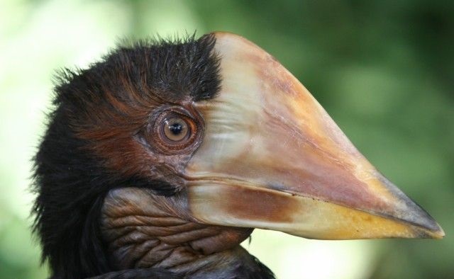 Side shot of a Helmeted Hornbill. Photo courtesy of Pierre de Chabannes