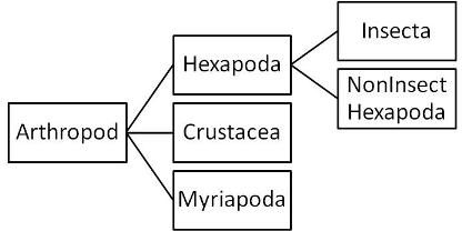 Phylogenetic tree of the phylum Arthropoda.  Photo courtesy of Abigail Schenker.