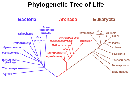 Phylogenetic tree of the three domains of life.  Photo courtesy of Eric Gaba.