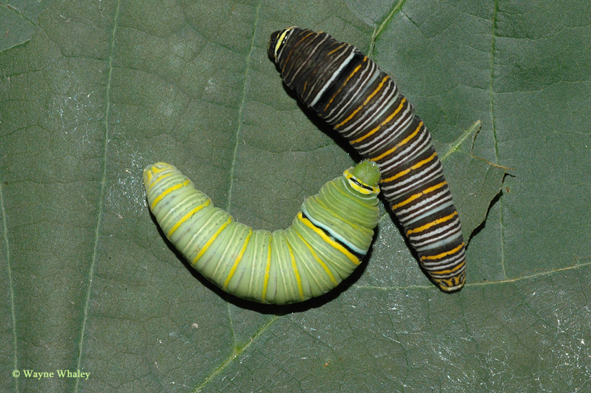 zebra swallowtail larva