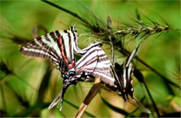 Zebra Swallowtail butterflies mating. Photo courtesy of William Vann.