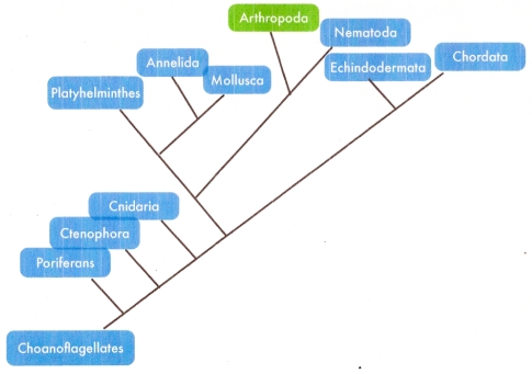 Phylogenetic tree of the kingdom Animalia. Photo courtesy of Kelsey Miller and Aislynn Wagner.