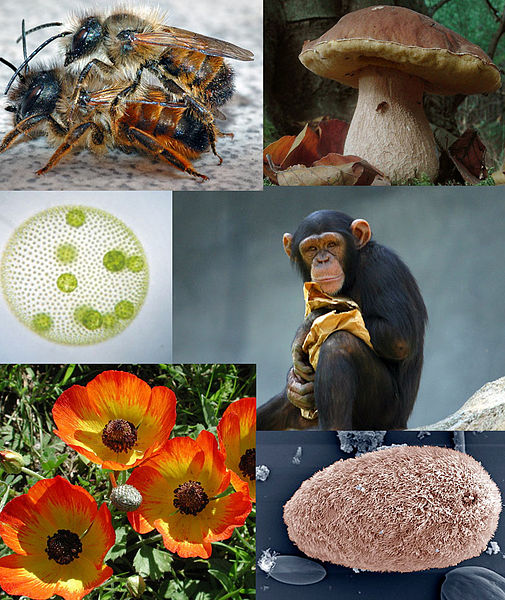 So many organisms encompass the Domain: Eukarya.  Photo credit: Wikimedia Commons