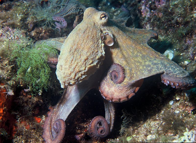 Octopus Vulgaris, probably the most common of the family Octopodidae.  Photo credit: Wikimedia Commons