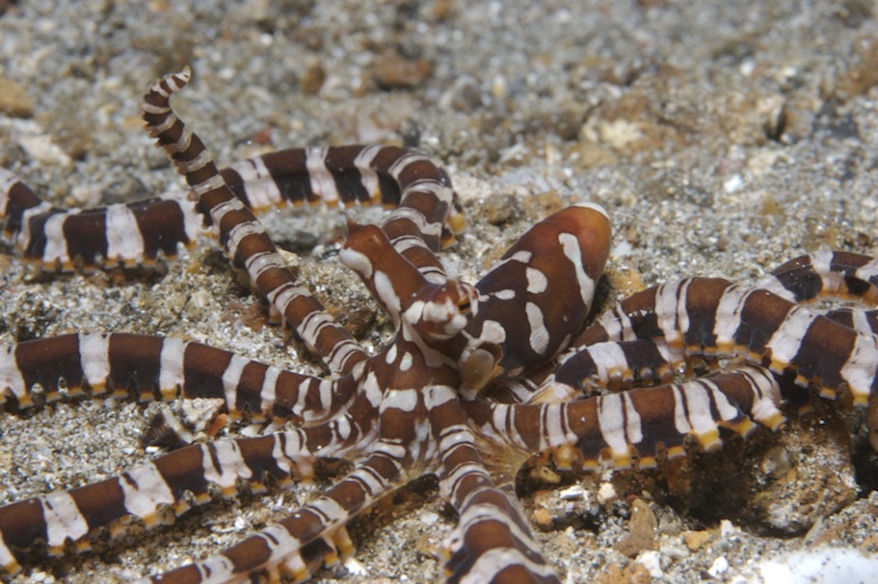 Wunderpus in search for a mate to begin the reproduction process. Photo credit: Barbara Mehli
