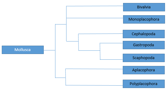 Mollusca phylogenetic tree adapted from tree created by the Illinois Natural History Survey.