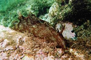 Sea Hare in a Tropical Environment