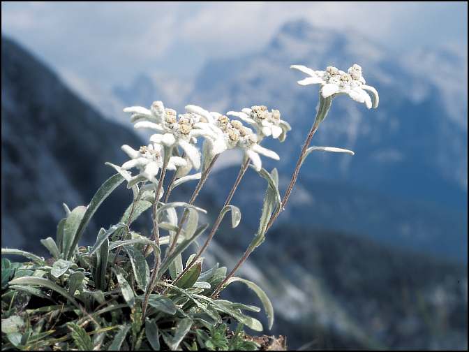 A close-up of the Edelweiss florets and bracts. (Courtesy of Dr. Amadej Trnkoczy)