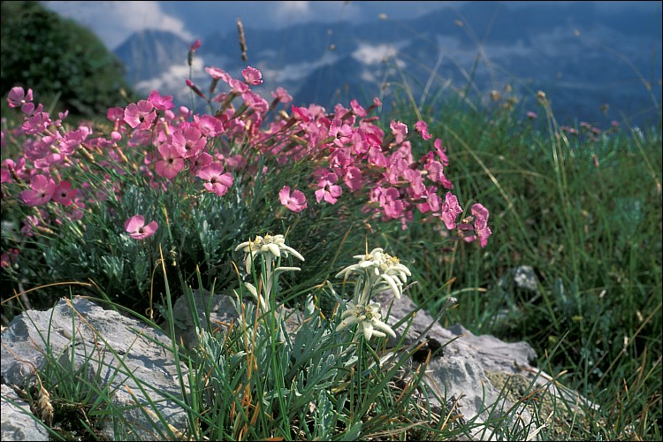 A photo of Edelweiss surrounded by other alpine flowering plants. (Courtesy of Dr. Amadej Trnkoczy)