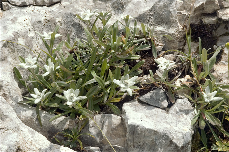 A photo of Edelweiss, surrounded by rocks, in its natural habitat. (Courtesy of Dr. Amadej Trnkoczy)