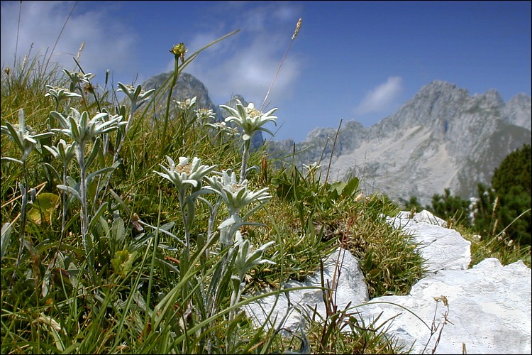 A photo of Edelweiss on a mountainside. (Courtesy of Dr. Amadej Trnkoczy)