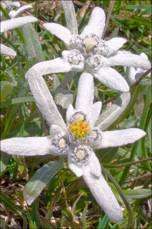 A close-up of two heads of the Edelweiss flower and the white, leaf-like bracts. (Courtesy of Dr. Amadej Trnkoczy)