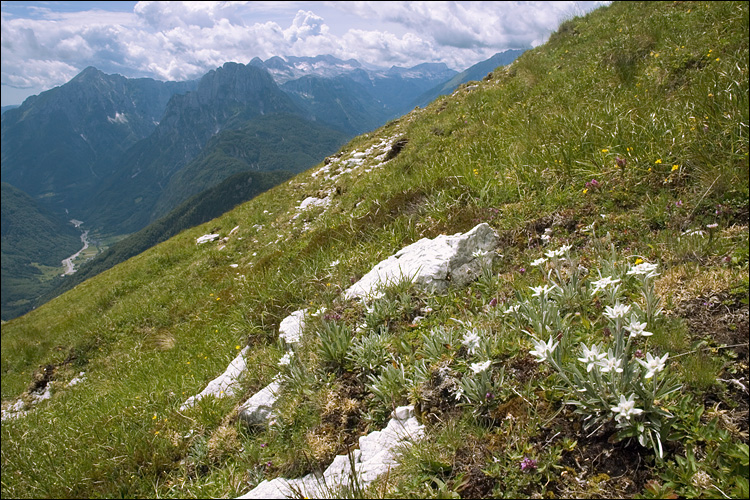 The Edelweiss plant in its natural habitat, growing on a mountainside. (Courtesy of Dr. Amadej Trnkoczy)