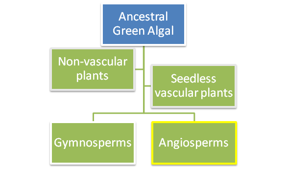Phylogenetic Tree of Land Plants