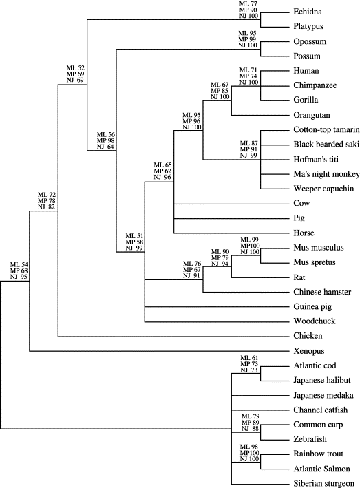 Phylogenetic Tree by K.B. Miska, L. Hellman, and R.D. Miller.