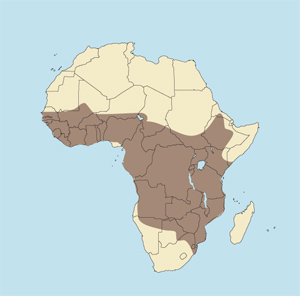 http://www.scirecordbook.org/african-civet/