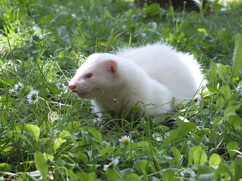 "English" albino ferret - http://en.wikipedia.org/wiki/Ferret