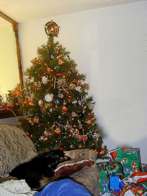 Buster with our Christmas tree