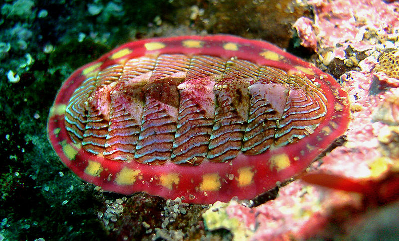 Tonicella lineata (a mollusk).  Kirt L. Onthank. 2008.  Wikipedia.com.  