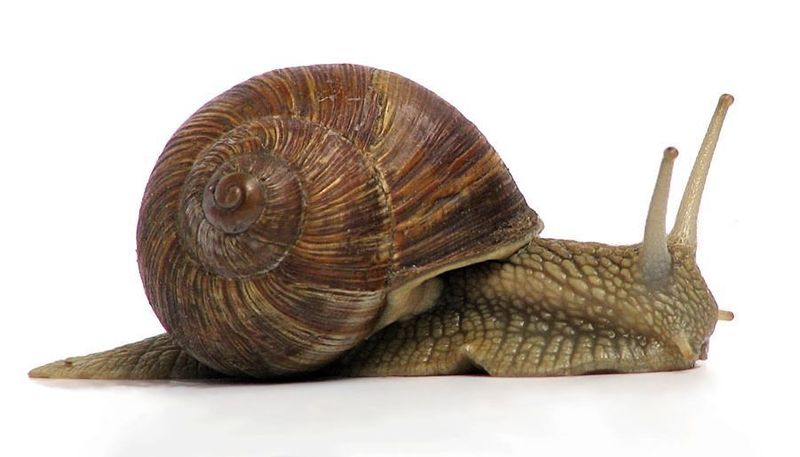 Grapevine Snail.  2009.  Wikipedia Creative Commons.