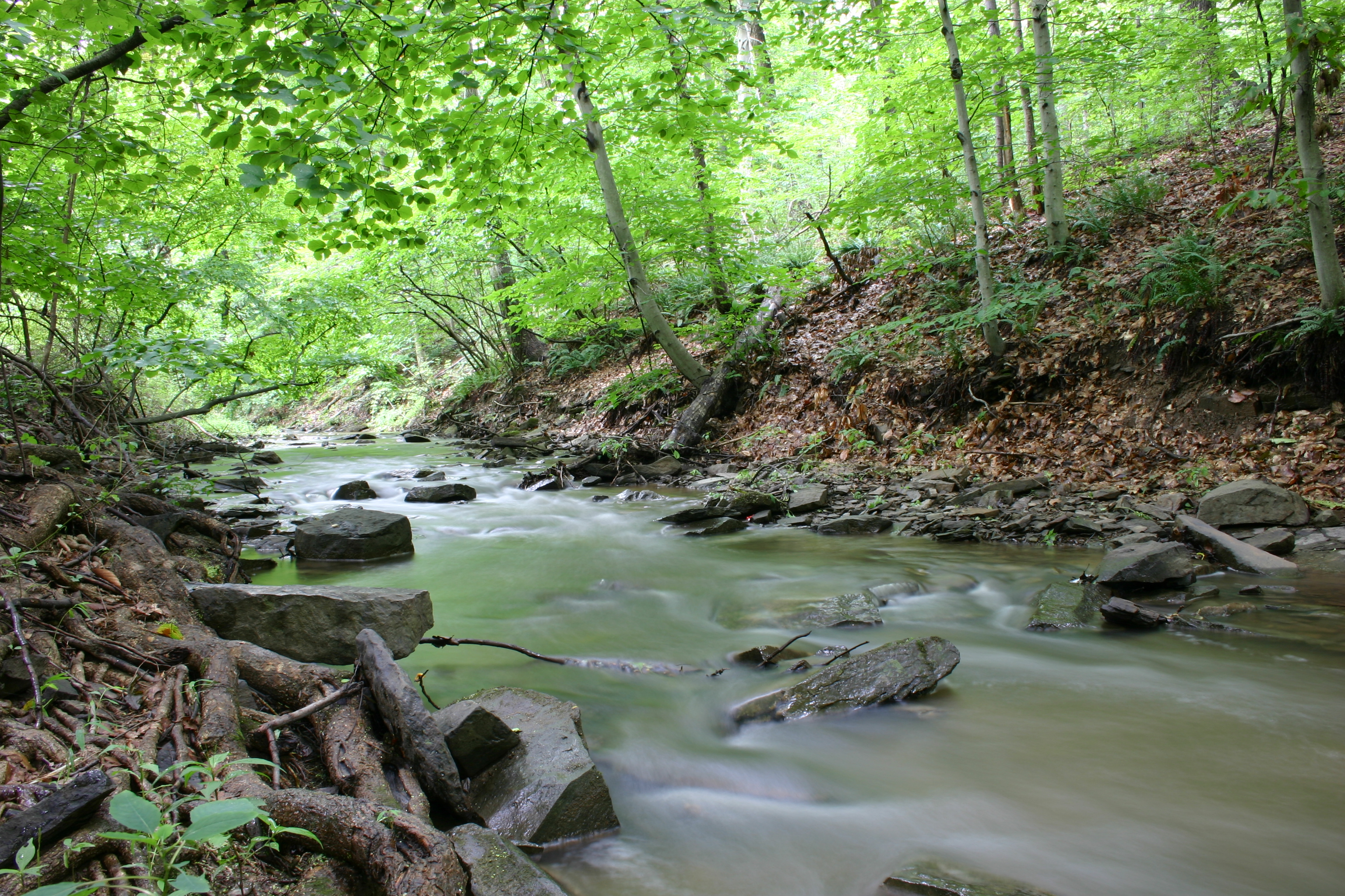 Forest & Creek in Eagleville, PA.  Kyle R. Burton. 2004.  Wikipedia Commons.