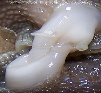 Helix aspersa, the common garden snail, genetalia during mating