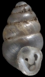 Gastrocopta contracta - Wisconsin Land Snails web page