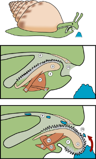 The figure shows the process a snail goes through to use its radula. The radula moves in and out of the mouth to scrape food. All credit goes to licenser Creative Commons Attribution ShareAlike 3.0