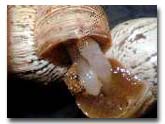 Snail Copulation