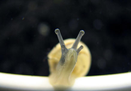 Picture of snail tentacles