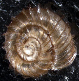 Top portion of shell