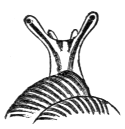 Head of Strobilops labyrinthicus