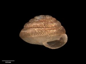 Shell of Strobilops labyrinthicus