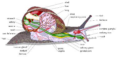 This photo represents the insides of a landsnail- found on Wiki-media