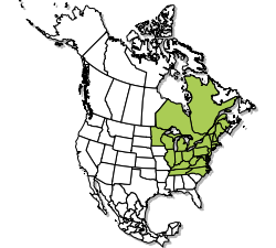 The green shaded areas represent the areas the Bluff Vertigo has been known to reside.- Permission granted by the Minnesota DNR website