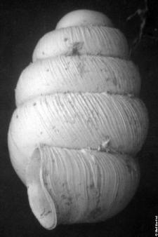 Example of the coiling of the shell- Photo Permission granted by the Minnesota DNR website