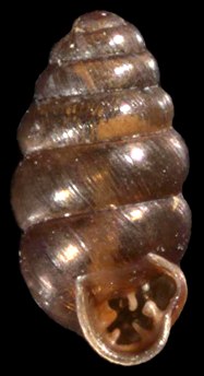 Perez snail