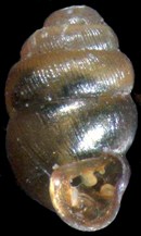Vertigo nylanderi shell