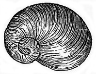 Sketch of shell