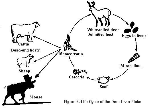 Life cycle of Deer Liver Flike