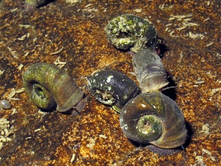 Ramshorn snail. Photo courtesy of Rob Dillon