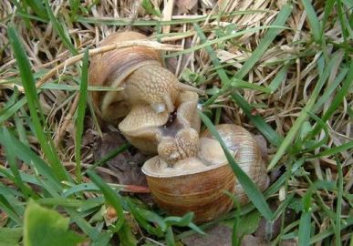 This picture shows copulation between two ramshorn snails. Photo courtesy of Discoverlife.org