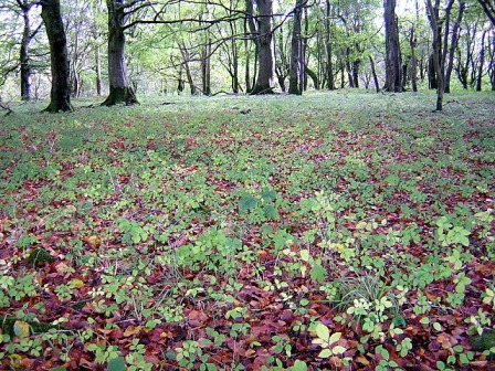   Copyright Iain Thompson and licensed for reuse under this Creative Commons Licence (forest floor with decomposing leaf litter)