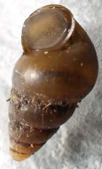 Complements of Aydin rstan (Pomatiopsis lapidaria shell, operculum closed)