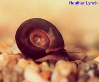 This picture shows a brownish Planorbella pilsbryi snail.