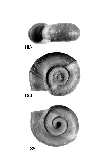 Three views of Planorbella trivolvis which are very similar to Planorbella pilsbryi.