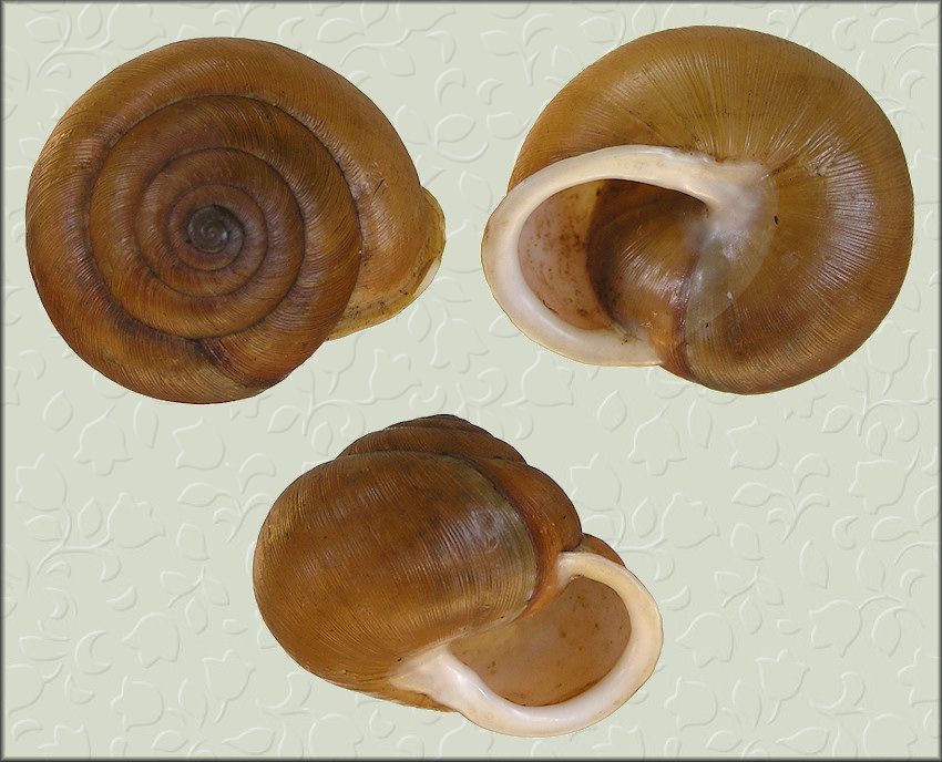various angles of a Neohelix major shell from Zipcodezoo.com Photo by Bill Frank